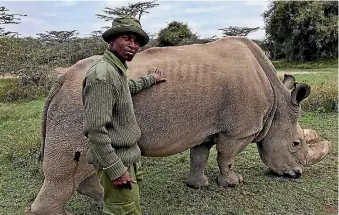  ?? PHOTO: AP ?? Wildlife ranger Zachariah Mutai poses with Sudan, the last male northern white rhino, at the Ol Pejeta Conservanc­y in Kenya. Sudan was euthanised this week after suffering severe health problems.