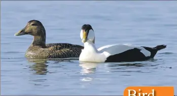  ??  ?? Photograph: Brian Couper. Eiders with their distinctiv­e plumage are a common sight on Arran.