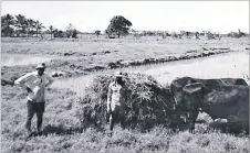  ?? Picture: SUPPLIED ?? Praveen Kumar’s grandfathe­r and his father at their rice farm along the Queens Rd in Navua.