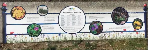  ??  ?? The sign erected by Bray Tidy Towns at the harbour gives a list of 37 plants growing in the area.