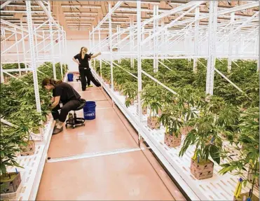  ?? PHOTOS BY DAVID PETKIEWICZ / ADVANCE OHIO MEDIA ?? Workers tend to every plant by hand. Plants are checked daily throughout their life cycle for signs of mold and to ensure they’re getting the right amounts of nutrients and water.