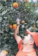  ?? FOTO: EL HERALDO ?? La enfermedad del HLB ha atacado el cultivo de naranjas.
