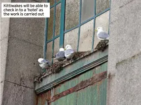  ?? ?? Kittiwakes will be able to check in to a ‘hotel’ as the work is carried out