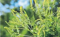  ?? DREAMSTIME ?? Ragweed, often confused with goldenrod, produces the pollen that causes allergic reactions known as hay fever.