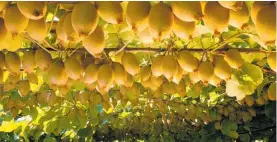 ?? Photo / NZME ?? Zespri’s global net kiwifruit sales topped $4 billion last financial year.