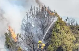  ?? EDDIE MOORE/THE ALBUQUERQU­E JOURNAL ?? A firefighte­r sprays water on burning trees Thursday near Las Vegas, N.M. Windy conditions are expected in the region over the next few days.