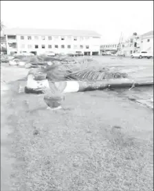  ?? ?? The palm trees that were cut down at the GPF Headquarte­rs in Eve Leary