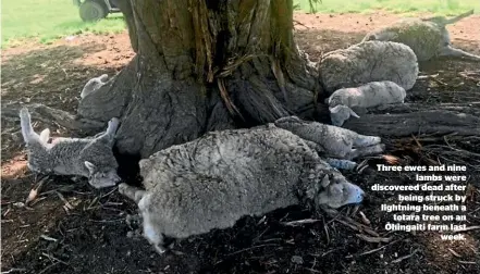  ?? ?? Three ewes and nine lambs were discovered dead after being struck by lightning beneath a totara tree on an Ō hingaiti farm last week.