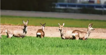  ??  ?? Gerhard Hopf entdeckte gleich mehrere Rehe bei Langweid am Lech nördlich von Augsburg. Die Tiere standen im hohen Gras und hielten Ausschau – vielleicht nach einem Fotografen.