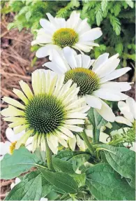  ??  ?? Above: Color Coded The Price is White coneflower is making its debut in 2021.