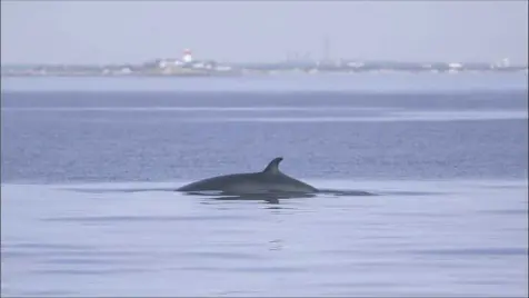  ?? Bloomberg photo by Scott Eisen ?? A Minke whale swims in the ocean.