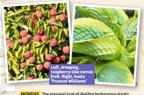  ??  ?? Left, drooping, raspberry-like cornus fruit. Right, hosta ‘Frances Williams’