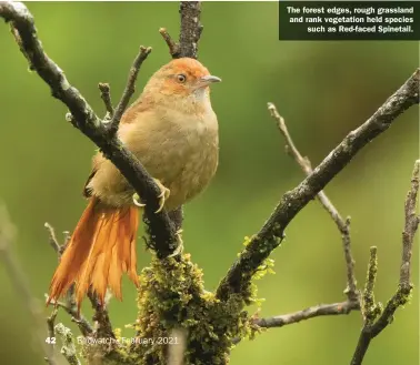  ??  ?? The forest edges, rough grassland and rank vegetation held species such as Red-faced Spinetail.