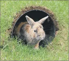  ??  ?? RUN Harley the rabbit exploring at Vanessa Taylor’s home