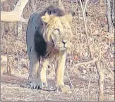  ?? HT ARCHIVE ?? ▪ Lions were reportedly coming out of Gir National Park looking for domestic cattle as they are easy to hunt.