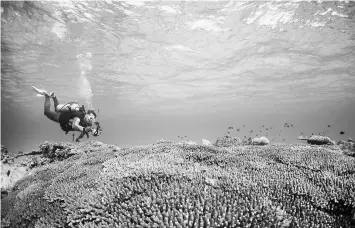  ?? — WP-Bloomberg photo ?? A shocking 70 per cent of the reef in the Sekisei Lagoon has died.