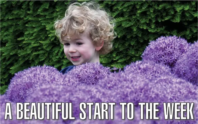  ?? JiM MicHAuD pHOTOS / BOSTOn HerAlD ?? A BURST OF COLOR: Gaydon Harker, 2, of Boston, lights up as he looks at all those purple allium bulbs blooming in the city’s Public Garden on Sunday. Today, Tuesday and Wedneday should be good days for a walk in the park.