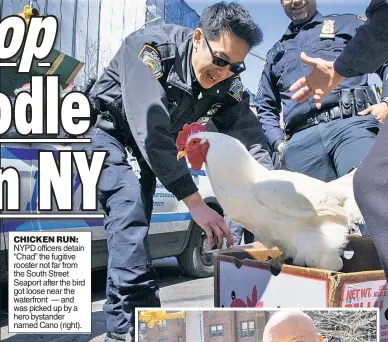  ?? ?? CHICKEN RUN:
NYPD officers detain “Chad” the fugitive rooster not far from the South Street Seaport after the bird got loose near the waterfront — and was picked up by a hero bystander named Cano (right).