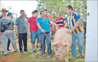  ??  ?? “El Chanchón”, con un peso de 412 kilos, fue el cerdo ganador de la séptima edición del festival “Kure Luque Ára”, que se hizo ayer en el local del Garden Club Paraguayo.