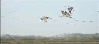  ?? NEWS-SENTINEL FILE PHOTOGRAPH­S ?? Sandhill cranes fly in as the sun sets during the Sandhill Crane Tour on the first night of Sandhill Crane Festival at Woodbridge Ecological Reserve outside Lodi on Nov. 6, 2015. Entrance into the reserve will soon require a pass.