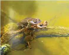  ?? Foto: Angela Merk ?? Diese beiden Kröten genießen das Leben. Angela Merk hat sie in einem Teich in Emershofen (Kreis Neu-Ulm) bei der Laichablag­e erwischt.