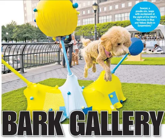  ??  ?? Sawyer, a poodle mix, leaps with excitement at the sight of Eric Hibit’s “Harmony in Blue and Yellow (Balls in Suspension).”