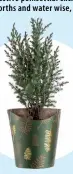  ??  ?? Juniper: fresh, evergreen and drought
resistant, from R129.99.