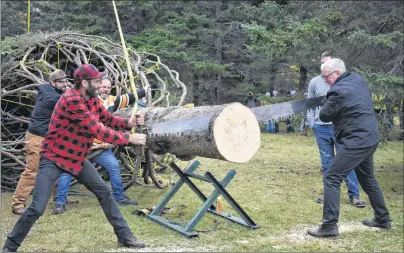  ?? NANCY KING/CAPE BRETON POST ?? Lumberjack Darren Hudson, left, and landowner Bob Campbell trim the bottom of a 53-foot white spruce that will be sent to Boston as Nova Scotia’s thank-you for the city’s assistance in the aftermath of the Halifax Explosion. The tree came from...