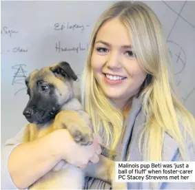  ??  ?? Malinois pup Beti was ‘just a ball of fluff’ when foster-carer PC Stacey Strevens met her