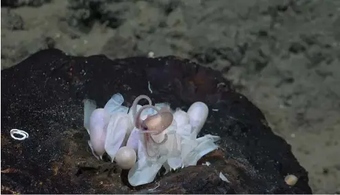  ?? ?? Un poulpe émerge d'un groupe d'oeufs dans une nouvelle pouponnièr­e de poulpes, découverte par la même équipe en juin, au mont sous-marin Tengosed, au large du Costa Rica.