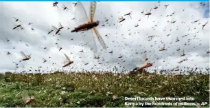  ?? AP ?? Desert locusts have swarmed into Kenya by the hundreds of millions. —