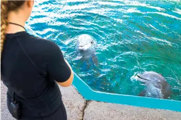  ?? Casey Jackson/Corpus Christi Caller-Times via AP ?? ■ Mady Cox, a senior trainer at Texas State Aquarium, throws Jello to Liko and Schooner on May 10 in Corpus Christi, Texas.