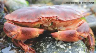  ??  ?? The Brown, or Edible Crab