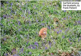  ??  ?? Garfield among the bluebells, by Frank Patient