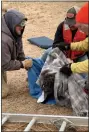  ??  ?? A screenshot of Lydia Panas’s video of her dog Omar Sunday, January 31, 2021, after he was pulled from their icy Greenwich Township pond. From left, neighbor’s son Justin Christman, an unidentifi­ed rescuer and Panas’s husband, Ed Baldrige, wrap Omar in towels and blankets immediatel­y after he was rescued.