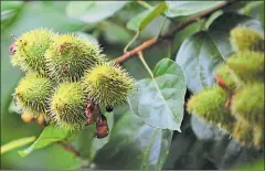  ??  ?? PLANTAS sagradas. La planta de achiote es una de las más cuidadas, porque simboliza vida para la nacionalid­ad.