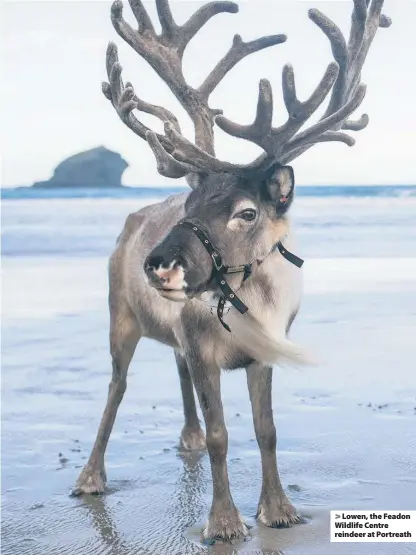  ??  ?? > Lowen, the Feadon Wildlife Centre reindeer at Portreath