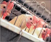  ??  ?? Chickens huddle in their cages at an egg processing plant. South Africa has suspended all trade in chickens with Zimbabwe.