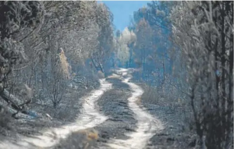  ?? // BRAIS LORENZO ?? Los herbívoros no podrán alimentars­e en la zona hasta, al menos, la próxima primavera