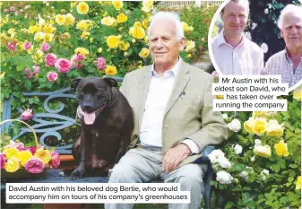  ??  ?? David Austin with his beloved dog Bertie, who would accompany him on tours of his company’s greenhouse­s Mr Austin with his eldest son David, who has taken over running the company