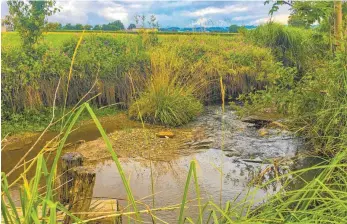  ?? FOTOS: PHILIPP RICHTER ?? Der Sulzmoosba­ch in der Gemeinde Baindt gilt als Paradebeis­piel für gelungene Renaturier­ung. 900 Meter wurden bereits renaturier­t.