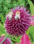  ??  ?? Franz Mayer aus Augsburg fotografie­rte zwei Bienen, die sich parallel durch eine Blüte arbeiten.