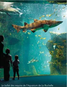  ??  ?? Le ballet des requins de l’Aquarium de La Rochelle