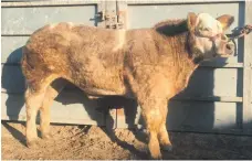  ??  ?? Champion bullock at Dalmally on Saturday from A & I MacInnes, Ruaig, Tiree.