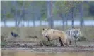  ?? Nature Picture Library/Alamy ?? There are estimated to be about 480 wolves in 40-odd packs in Sweden. Photograph: