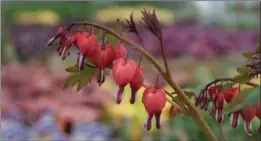  ?? KATHY RENWALD PHOTOS, SPECIAL TO THE HAMILTON SPECTATOR ?? Bleeding hearts and other spring bloomers will be on sale this Saturday at First Unitarian Church, 170 Dundurn St. S. from 9 a.m. until 12:30 p.m.