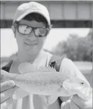  ?? Keith Bryant/The Weekly Vista ?? Andrew Taylor, who recently earned his Ph.D in fisheries and aquatic ecology, shows a Neosho Small Mouth Bass. The main distinctio­n between this smallmouth bass and others, he said, is the shape of the splotches on its body. This subspecies, he said,...