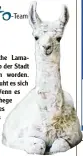  ?? Foto: dpa ?? Dieses niedliche Lama kind ist im Zoo der Stadt Basel geboren worden. Auf dem Bild ruht es sich gerade aus. Wenn es durch das Gehege stakst, steht es noch etwas wacklig auf den Beinen.