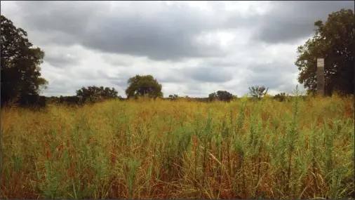  ?? The Sentinel-Record/Corbet Deary ?? INTERESTIN­G ENVIRONMEN­T: Located near Little Rock, the Wildlife Observatio­n Trail makes its way through an interestin­g oak/savannah environmen­t.