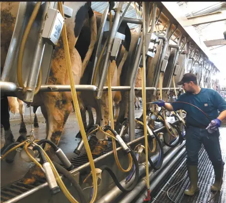  ??  ?? 美国加利福尼亚州图莱­里一名农场工人正在给­奶牛挤奶 视觉中国图